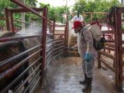 Crisis del gusano barrenador presiona a ganaderos mexicanos que anhelan reapertura de EEUU