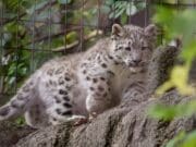 Zoológico John Ball exhibirá al público su cachorra de leopardo de las nieves