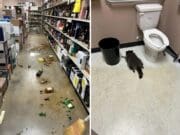 Un mapache se emborrac4a en una licorería de EE.UU. y se desmaya en el baño