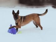 Kentwood Police comparte consejos de seguridad invernal para mascotas con la aprobación de la K9 Abby