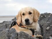 Nuevo complejo pediátrico de salud conductual integrará terapia asistida con animales