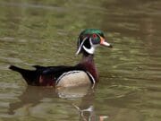 Michigan nombra al pato joyuyo como su primer pato oficial del estado