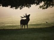 Proponen limitar a un solo venado macho por cazador en Michigan