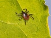 Clima cálido adelanta y prolonga la temporada de garrapatas en Michigan