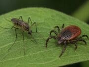 Aumenta actividad de mosquitos y garrapatas en Kalamazoo; autoridades emiten alerta sanitaria