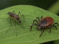 Aumenta actividad de mosquitos y garrapatas en Kalamazoo; autoridades emiten alerta sanitaria