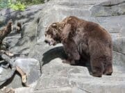 Oso Booboo estrena nuevos troncos en su hábitat del zoológico