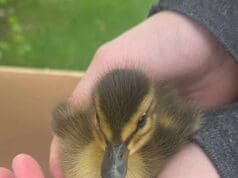 Rescatan a patitos atrapados en alcantarilla y conmueven a comunidad