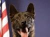 K9 Digo se recupera tras ser apuñalado durante operativo; regresó a casa con su manejador