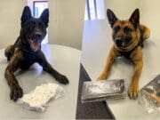 K-9 de Grand Rapids ayuda a retirar del mercado cientos de gramos de fentanilo mientras se recupera de una grave lesión