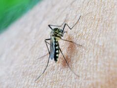 Detectan virus del Nilo Occidental en Grand Rapids y Wyoming; autoridades piden extremar precauciones