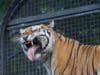 Tigre del John Ball Zoo sorprende con una curiosa expresión