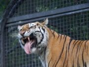Tigre del John Ball Zoo sorprende con una curiosa expresión