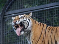 Tigre del John Ball Zoo sorprende con una curiosa expresión