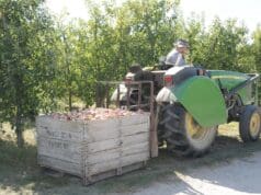 ¡Cosechas en peligro! Agricultores de Kent urgen reformas a visas H-2A