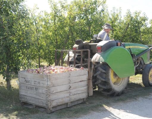 ¡Cosechas en peligro! Agricultores de Kent urgen reformas a visas H-2A