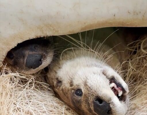 El nuevo hogar de las nutrias es todo un éxito en John Ball Zoo