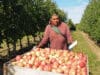Comienza la temporada de pizca de manzana en Michigan; la mano de obra hispana vuelve a ser clave