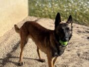 Día Nacional del Perro: Kentwood Police celebra a sus K9 y apoya su programa