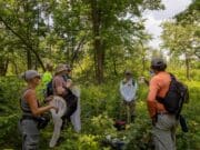 El John Ball Zoo logra récord en la conservación de mariposas en peligro en Míchigan