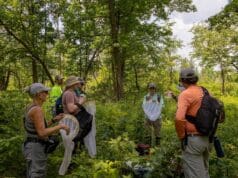 El John Ball Zoo logra récord en la conservación de mariposas en peligro en Míchigan