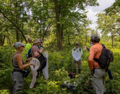 El John Ball Zoo logra récord en la conservación de mariposas en peligro en Míchigan