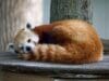 Panda rojo: un pequeño mamífero que puede dormir hasta 17 horas al día